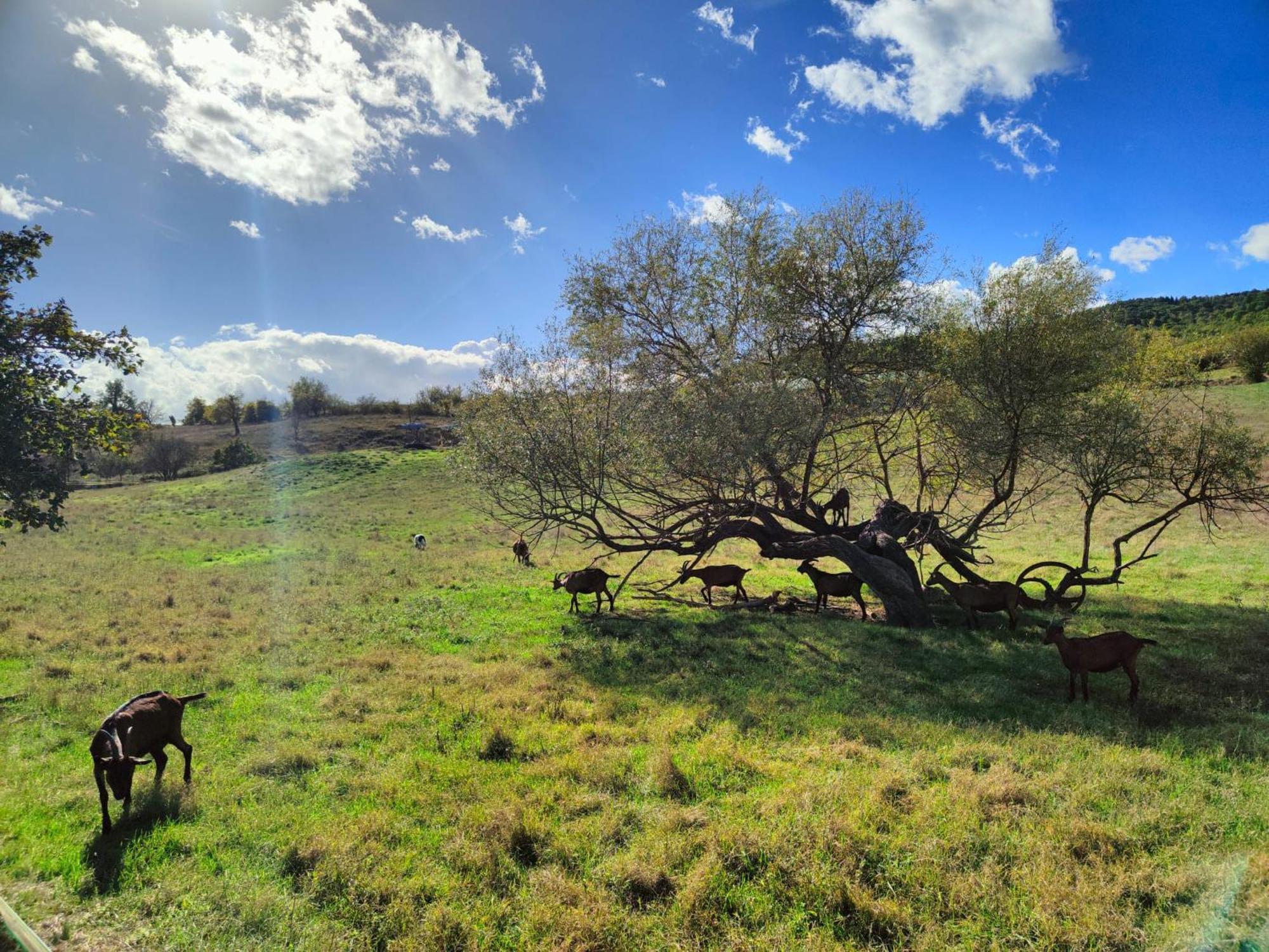 Agriturismo Podere Le Fornaci เกรเว อิน เคียนตี ภายนอก รูปภาพ